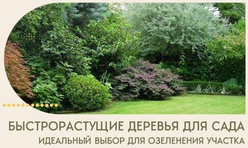 Быстрорастущие деревья для сада идеальный выбор в Саранске