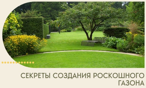 Секреты создания роскошного газона в Саранске